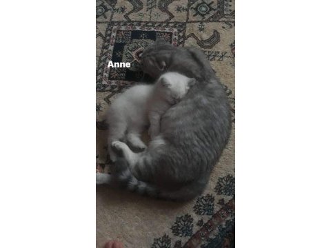 Güzel kedilerimiz yeni yuvalarına gitmeyi bekliyor