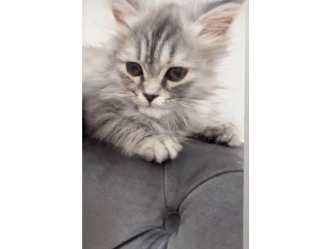 Eğitimi tamamlanmış cinsiyeti kız olan 5 aylık kedim