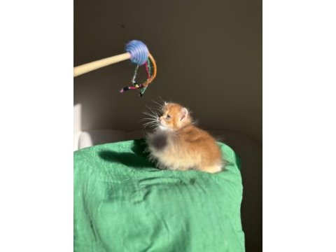 Bebek yüzlü golden ny11 british longhair