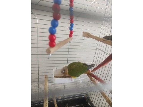 2 adet insana alışkın konur papağanı 5 6 aylık
