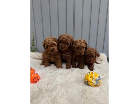 Minik toy poodle bebekler 