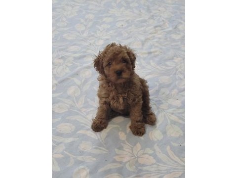 Toy poodle red brown orjinal