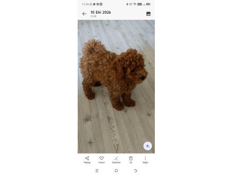 2 aylık erkek toy poodle