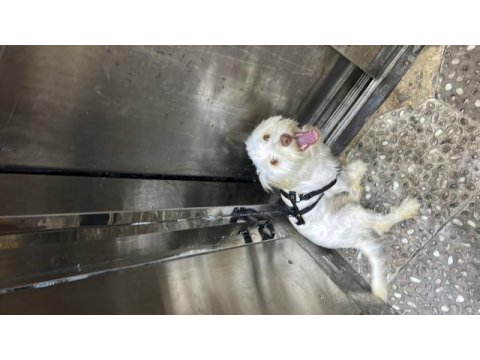 7 aylık maltipoo terrier