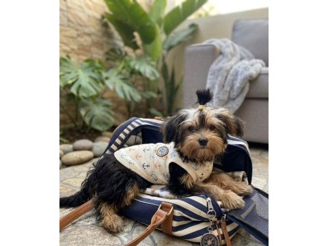 Oyuncu sevecen dişi erkek yavru köpekler