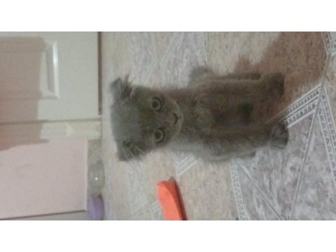 British longhair yavrumuz yuva arıyor