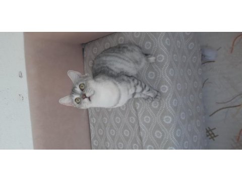 British shorthair kızımız