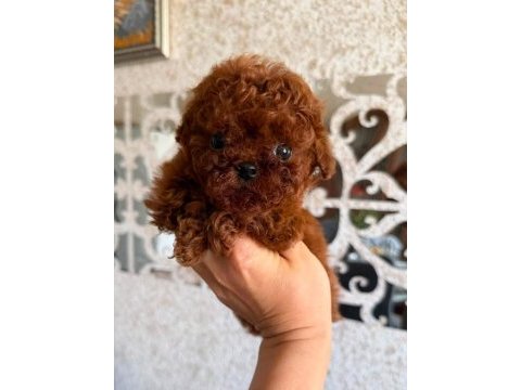 Nadir renk ve anatomide, soy şecereli poodle yavrularımız