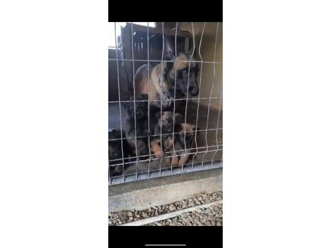 A scr sağlık ve ırk garantili belçika malinois yavrular