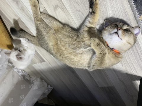 Yakışıklı kedimiz paşa