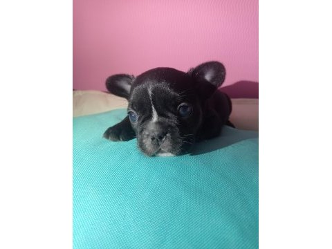 Tatlı, sağlık ve ırk garantili french bulldog yavruları