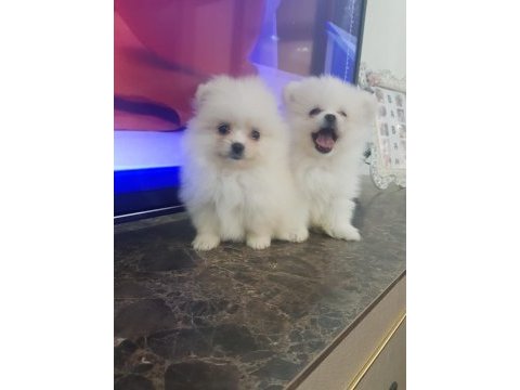 Pomeranian dişi ve erkek mevcuttur