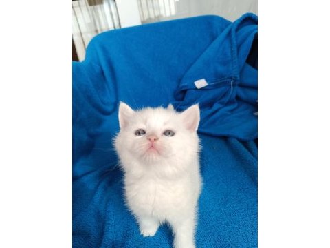 British shorthair 2 aylık dişi ve erkek