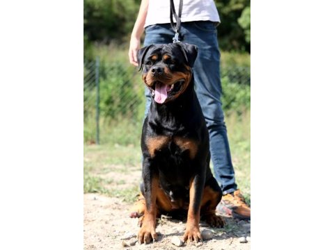 Türkiye şampiyonu rottweiler