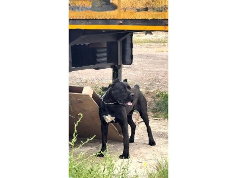 Orjinal uygun cane corso
