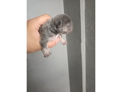 Egzotik french bulldog yavrular