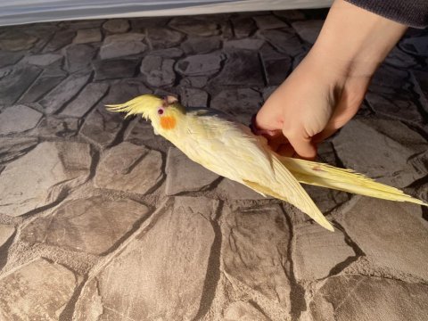 El besleme sultan papağanı acil vermem gerekiyor