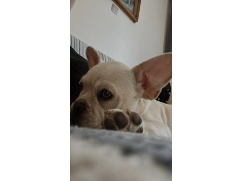 1 yaşında french bulldog çipli