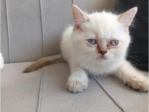 11 haftalık kedimiz tüm eğitimleri verilmiştir