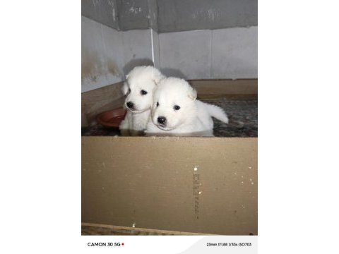 Samoyed yavrular ırk garantili