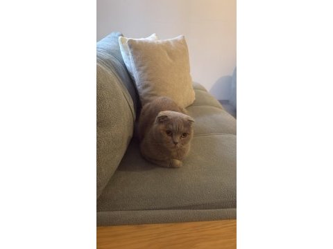Scottish fold kedimiz