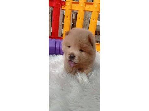 Teddy bear face chow chow puppies