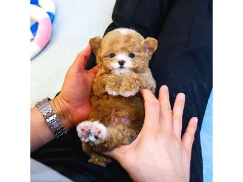 Maltipoo kore bebekler