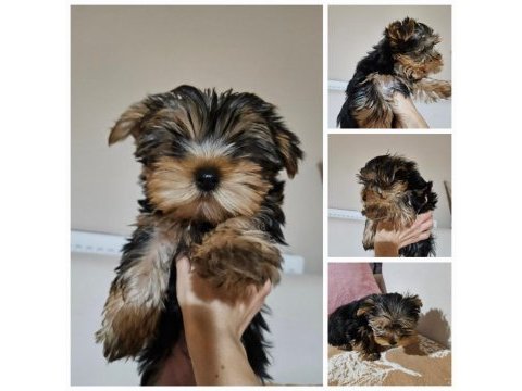 Son erkek yorkshire terrier yavrumuz tam teacup