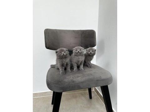 3 adet gri scottish fold yavrular