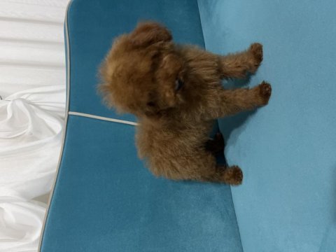 Kore yavru poodle düşünen ulaşabilir