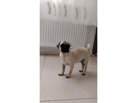 Acil sahiplendirme pug köpeğimiz