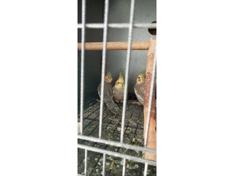 Sultan papağanı türleri mevcuttur