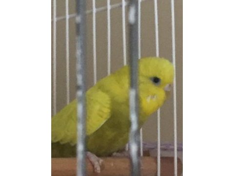 10 aylık dişi muhabbet kuşu