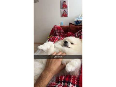 Aşıları tam karneli çipli bakımlı eğitimli pomeranian