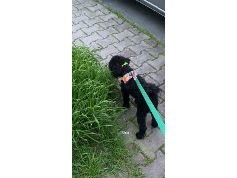 8 aylık aşıları tam safkan toy poodle