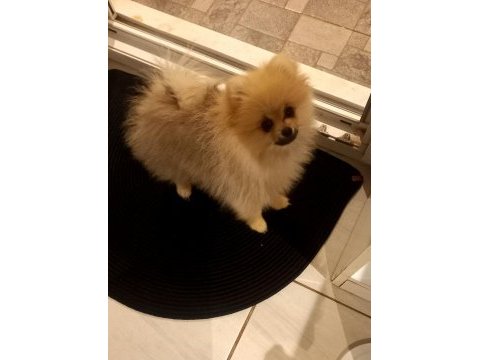 Minik pomeranian oğluma aile arıyorum