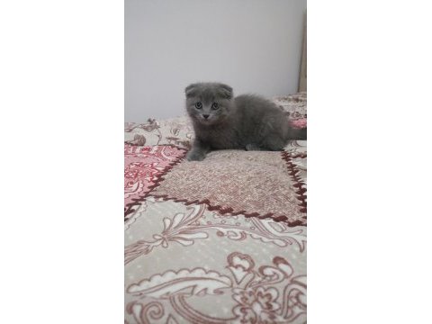 Sahibinden scottish fold 55 günlük
