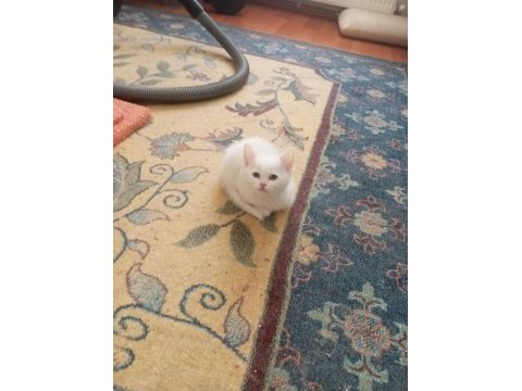 50 günlük british shorthair