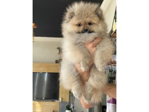 Pomeranian boo 3 aylık