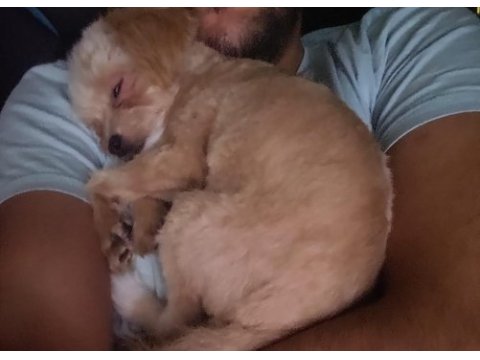 Maltepoo teacup dişi yavrumuz 5 aylık yuva arıyoruz