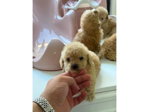 Micro poodle 