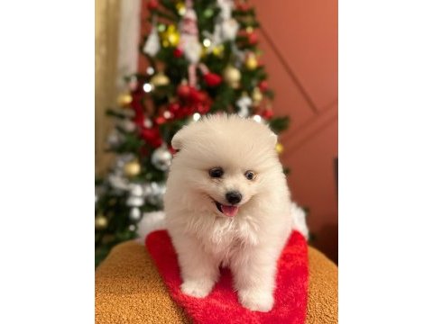 Kızımız acil sahiplendirilecek pomeranian