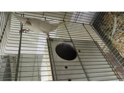 Albino dişi damızlık sultan papağanı