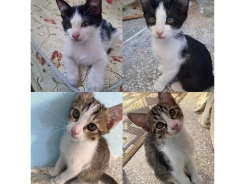 Oyuncu miniklere acil yuva tekir