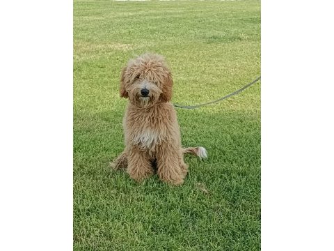Erkek poodle yavrumuz yeni yuvasını arıyor