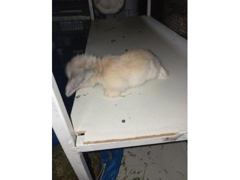 Hollanda teddy lop tavşan yavruları