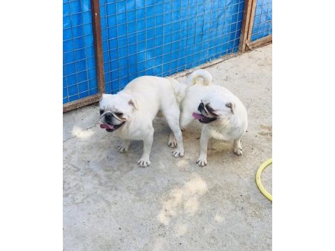 Egzotik beyaz pug yavrularım özel olmak istiyorum diyorsan