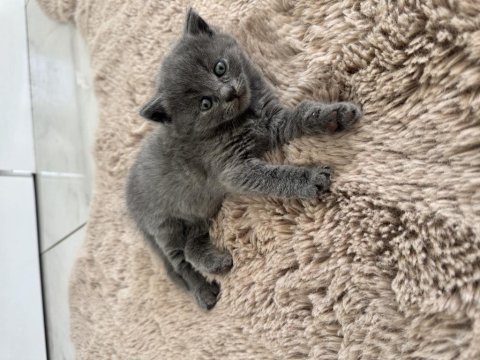 British shorthair bebekler aile ortamında kaliteli