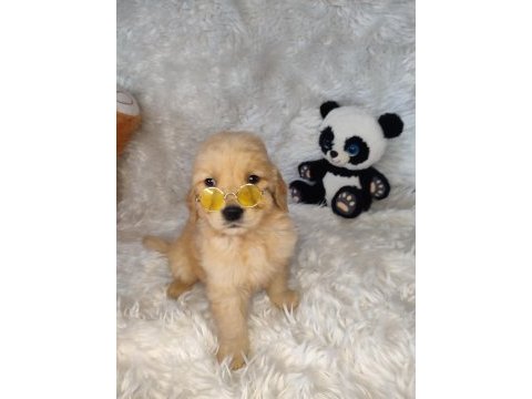 Orijinal golden retriever bebeklerimiz