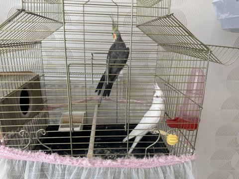Albino ve grey yeni eş sultan papağanı